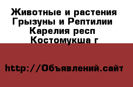 Животные и растения Грызуны и Рептилии. Карелия респ.,Костомукша г.